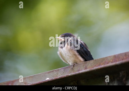 Un giovane Barn swallow (Hirundo rustica) su un acciaio arrugginito porta. Foto Stock