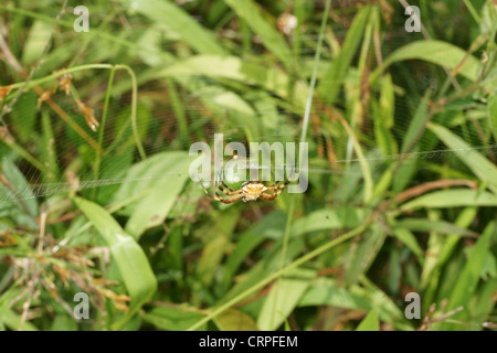 La scrittura di spider (Argiope lobata) catture preda nel web e procede a paralizzare quindi avvolgere in filo di seta per consumo successivo Foto Stock