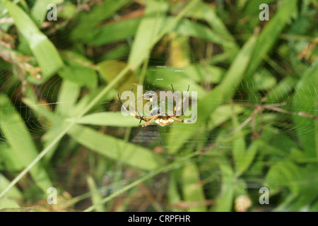 La scrittura di spider (Argiope lobata) catture preda nel web e procede a paralizzare quindi avvolgere in filo di seta per consumo successivo Foto Stock