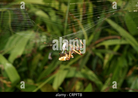 La scrittura di spider (Argiope lobata) catture preda nel web e procede a paralizzare quindi avvolgere in filo di seta per consumo successivo Foto Stock