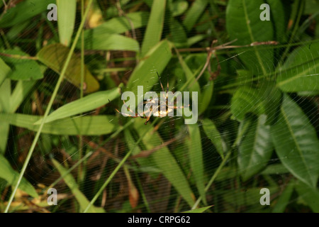 La scrittura di spider (Argiope lobata) catture preda nel web e procede a paralizzare quindi avvolgere in filo di seta per consumo successivo Foto Stock