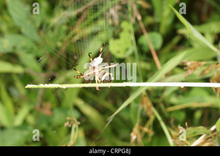 La scrittura di spider (Argiope lobata) catture preda nel web e procede a paralizzare quindi avvolgere in filo di seta per consumo successivo Foto Stock