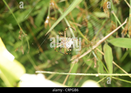 La scrittura di spider (Argiope lobata) catture preda nel web e procede a paralizzare quindi avvolgere in filo di seta per consumo successivo Foto Stock