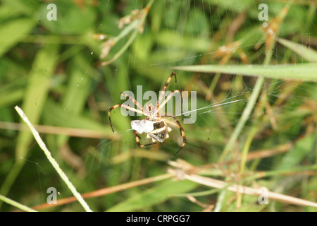 La scrittura di spider (Argiope lobata) catture preda nel web e procede a paralizzare quindi avvolgere in filo di seta per consumo successivo Foto Stock