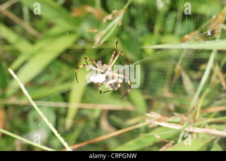 La scrittura di spider (Argiope lobata) catture preda nel web e procede a paralizzare quindi avvolgere in filo di seta per consumo successivo Foto Stock