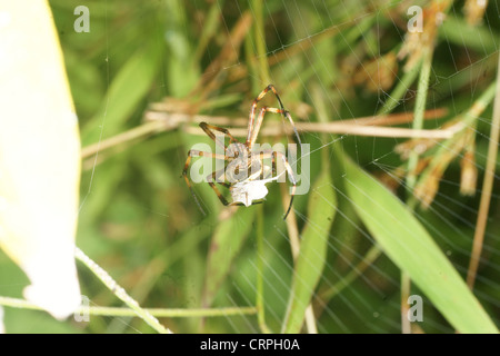 La scrittura di spider (Argiope lobata) catture preda nel web e procede a paralizzare quindi avvolgere in filo di seta per consumo successivo Foto Stock