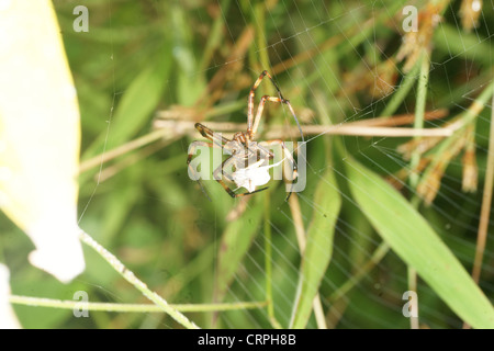 La scrittura di spider (Argiope lobata) catture preda nel web e procede a paralizzare quindi avvolgere in filo di seta per consumo successivo Foto Stock