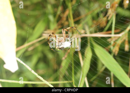 La scrittura di spider (Argiope lobata) catture preda nel web e procede a paralizzare quindi avvolgere in filo di seta per consumo successivo Foto Stock