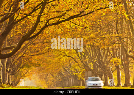 Automobile che viaggia lungo una strada fiancheggiata con golden faggi in autunno. Foto Stock