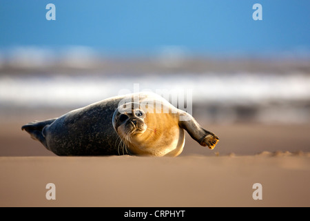 Il Nord Atlantico guarnizione grigio (Halichoerus grypus) su un sandflat alla Donna Nook Riserva Naturale. Foto Stock