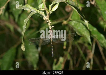 Dragonfly pallido bande di colore giallo Foto Stock