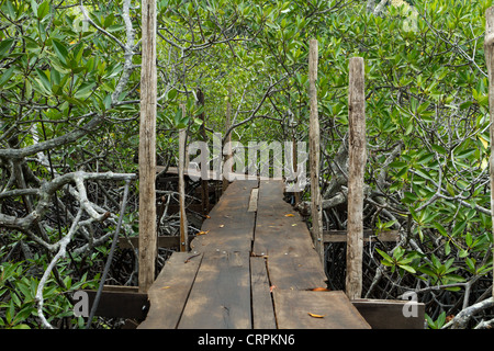 Percorso di legno nella foresta di mangrovie, Ko Isola Chang, Thailandia Foto Stock