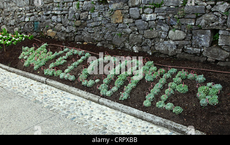 'Welcome' scritte o esplicitate in comune houseleeks Sempervivum copernicia Foto Stock