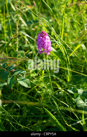 Close-up di Orchide Anacamptis pyramidalis in un campo nel Surrey in giugno Foto Stock