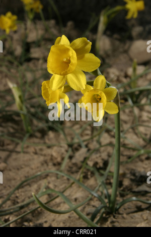 Immagine: Steve Race - una forma di Alpine Daffodil (Narcissus assoanus), il nome comune del quale è Rush-Leaf Jonquil, in Spagna. Foto Stock