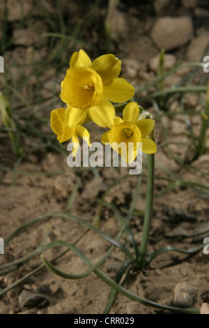 Immagine: Steve Race - una forma di Alpine Daffodil (Narcissus assoanus), il nome comune del quale è Rush-Leaf Jonquil, in Spagna. Foto Stock