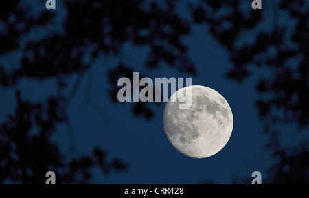 Luna piena il cielo notturno visto attraverso i rami di un albero maestoso Foto Stock