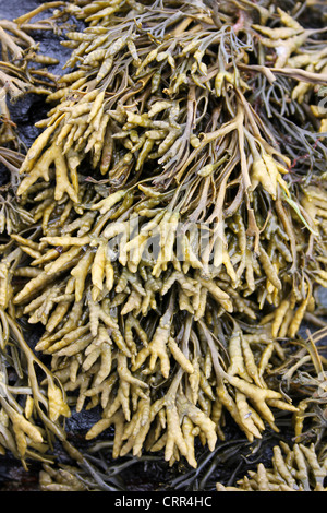 Incanalate Wrack Pelvetia canaliculata Foto Stock