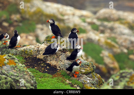 I puffini sull isola Skomer Foto Stock