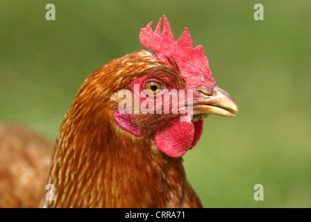 Ruota libera su una fattoria di pollo in prodotti alimentari biologici Foto Stock