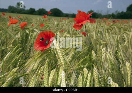 Il papavero Papaver rhoeas crescente nel raccolto di orzo Foto Stock