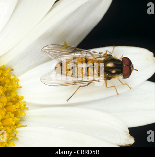 Passare il puntatore del mouse-fly (Episryphus balteatus) adulto su un fiore composito Foto Stock