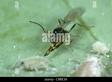 Parassitoide wasp Diaeretiella rapae recante le sue uova in un cavolo farinose afide Brevicoryne brassicae Foto Stock