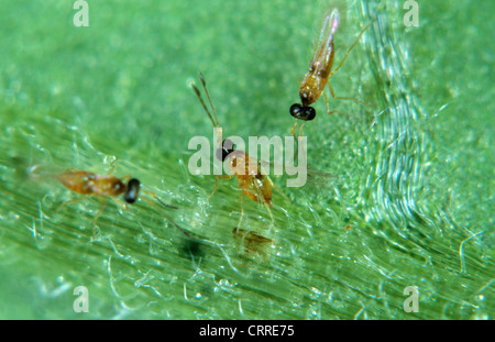 Le vespe parasitoidi di Fairyfly (Anagrus atomus) che depongono le loro uova in uova fogliari Foto Stock