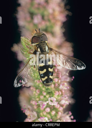 Un pappatello pied (Scaeva pyrastri) adulto su un fiore di menta peperita Foto Stock