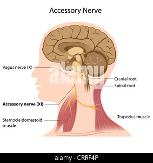 Accessorio anatomia del nervo Foto Stock