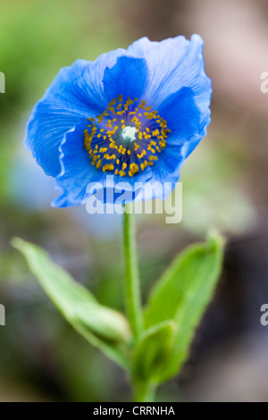 Close up di un papavero himalayana Lingholm Fiore blu Foto Stock