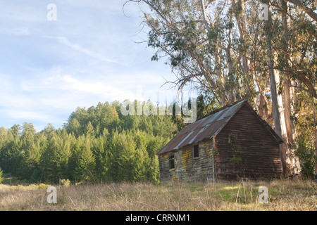 Vecchia cabina abbandonati nel campo soleggiato Foto Stock