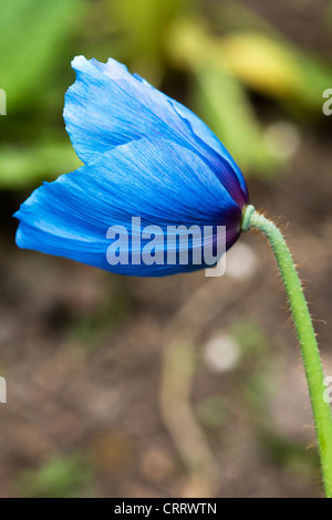 Close up di un papavero himalayana Lingholm Fiore blu Foto Stock