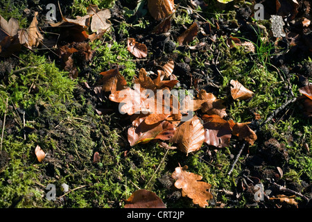 Foglie di quercia giacente a terra autunno Poynton cheshire england Foto Stock