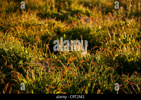 Pecore di acetosella, Rumex acetosella Foto Stock