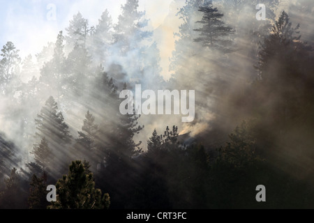 Il fumo si blocca in alberi durante un incendio in un bosco vicino a Bonner, Montana, USA Foto Stock