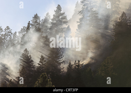 Il fumo si blocca in alberi durante un incendio in un bosco vicino a Bonner, Montana, USA Foto Stock