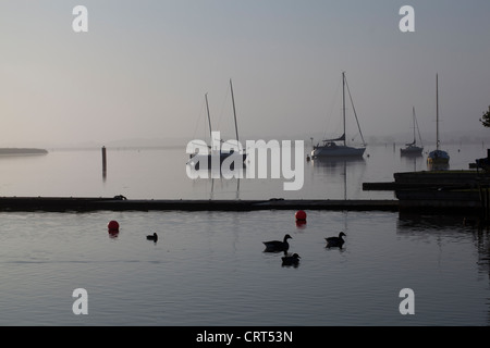 Hickling ampia. Norfolk. La mattina presto. Ottobre. Più grande del Broads. Gli uccelli acquatici, germano reale (Anas platyrhynchos), Graylag oche. Foto Stock