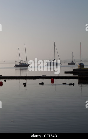 Hickling ampia. Norfolk. La mattina presto. Ottobre. Più grande del Broads. Gli uccelli acquatici, germano reale (Anas platyrhynchos), Graylag oche. Foto Stock