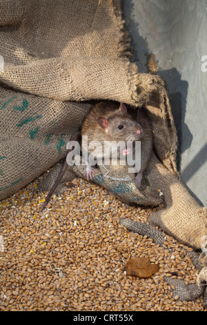 Marrone (Ratto Rattus norvegicus). Vivo tra hessian grano insaccato. Foto Stock