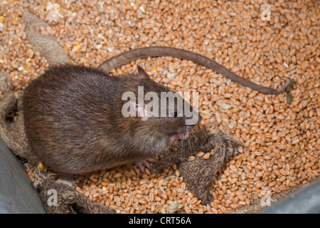 Marrone (Ratto Rattus norvegicus). L'alimentazione su frumento cereali. Foto Stock