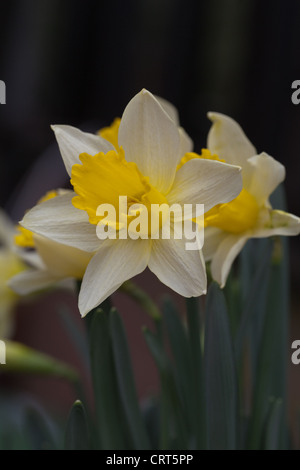 Daffodil (Narcissus pseudonarcissus). Testa di fiori. Forma Selvatica. Norfolk. Foto Stock