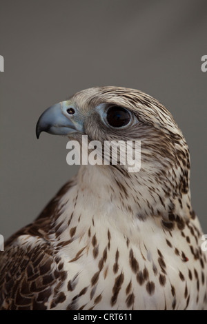 Gyrfalcon (Falco rusticolus). Ritratto. Foto Stock