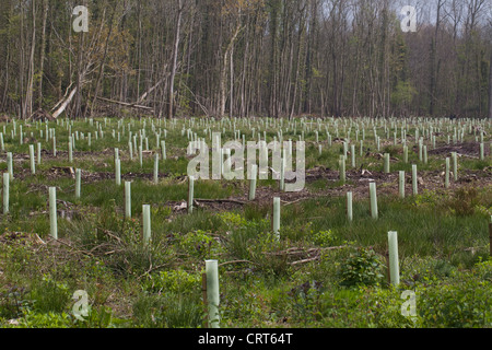 La piantagione di latifoglie, principalmente i tronchi di quercia (Quercus robur). Terra cancellata del raccolto precedente di segherie di alberi, ri-piantate. Albero in plastica protezioni. Foto Stock