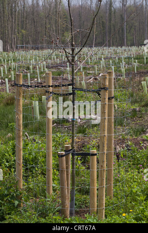 Rovere (Quercus robur). Albero giovane, trapiantato e protetto da attacchi contro il vento e alto due metri filo netting, cervi. Foto Stock