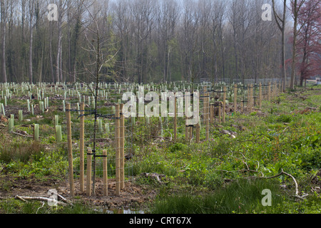 Rovere (Quercus robur). Gli alberi giovani, trapiantato e protetto da attacchi contro il vento e alto due metri filo netting, cervi. Foto Stock