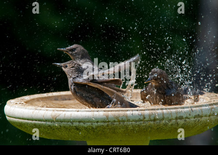 Gli storni, Sternus vulgaris sguazzare in un bagno uccelli. Hastings, Sussex, Regno Unito Foto Stock