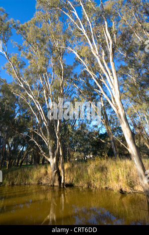 Vegetazione fluviale, Wonga zone umide, Albury, Nuovo Galles del Sud, Australia Foto Stock