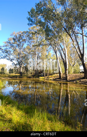 Vegetazione fluviale, Wonga zone umide, Albury, Nuovo Galles del Sud, Australia Foto Stock