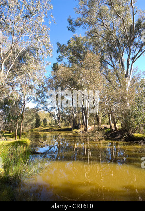 Un Anabranch del Fiume Murray, Wonga zone umide, Albury, Nuovo Galles del Sud, Australia Foto Stock